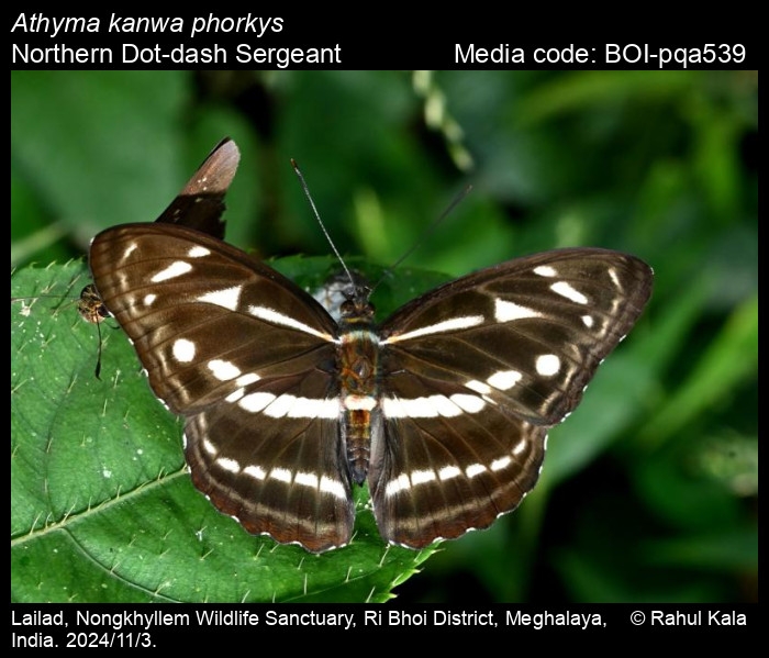 Athyma kanwa Moore, 1858 - Dot-dash Sergeant | Butterfly